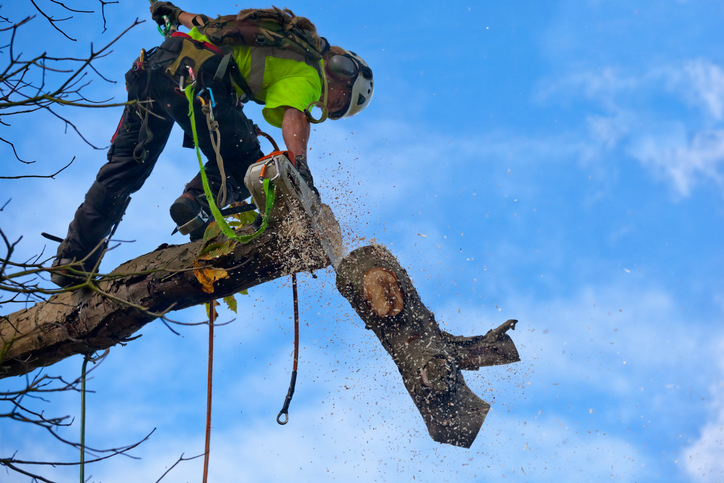 Let Us Take Care of Your Trees with Our Tree Trimming Service